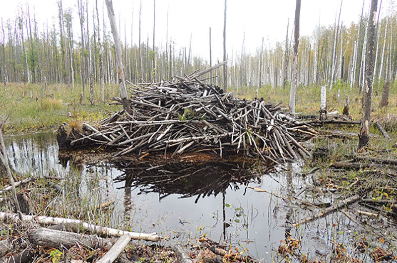 Плотина бобров. Бобры запруда. Запруда бобров. Что такое плотина которую строят бобры. Плотина бобров.