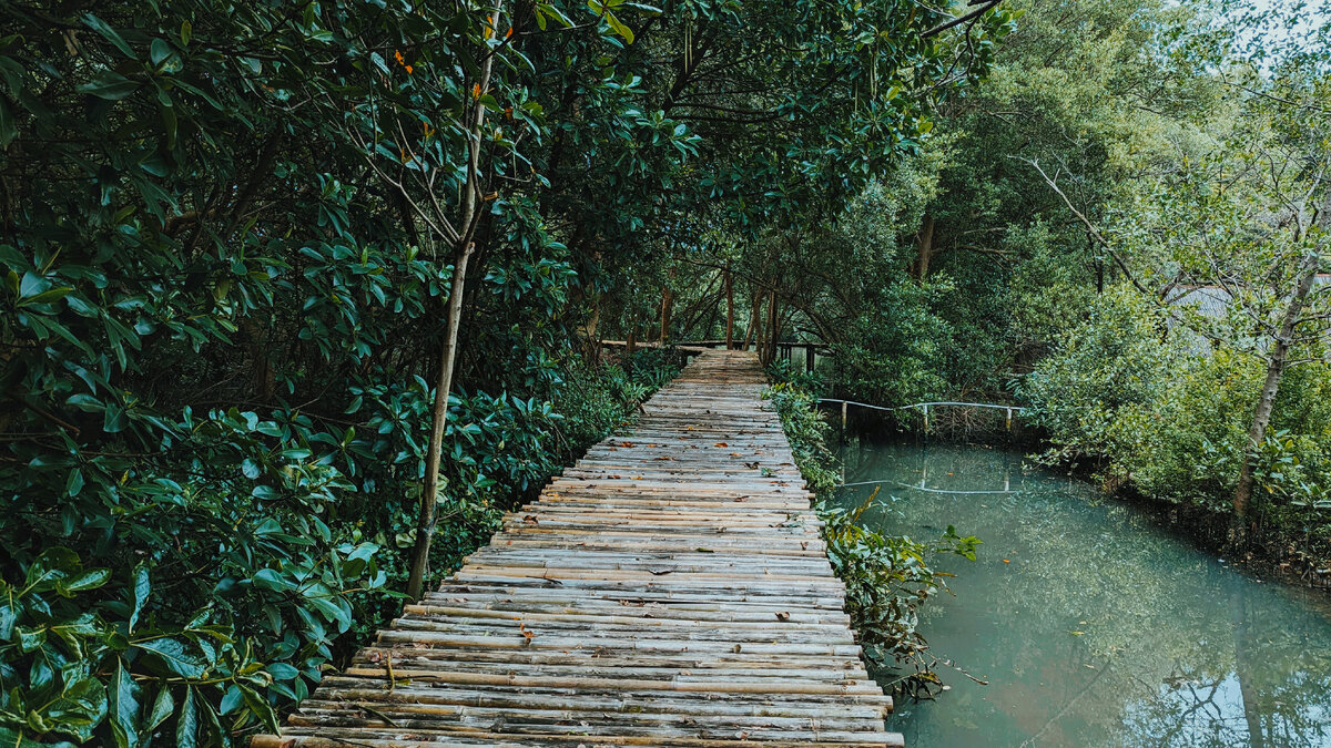 Прочные бамбуковые мостки над водой