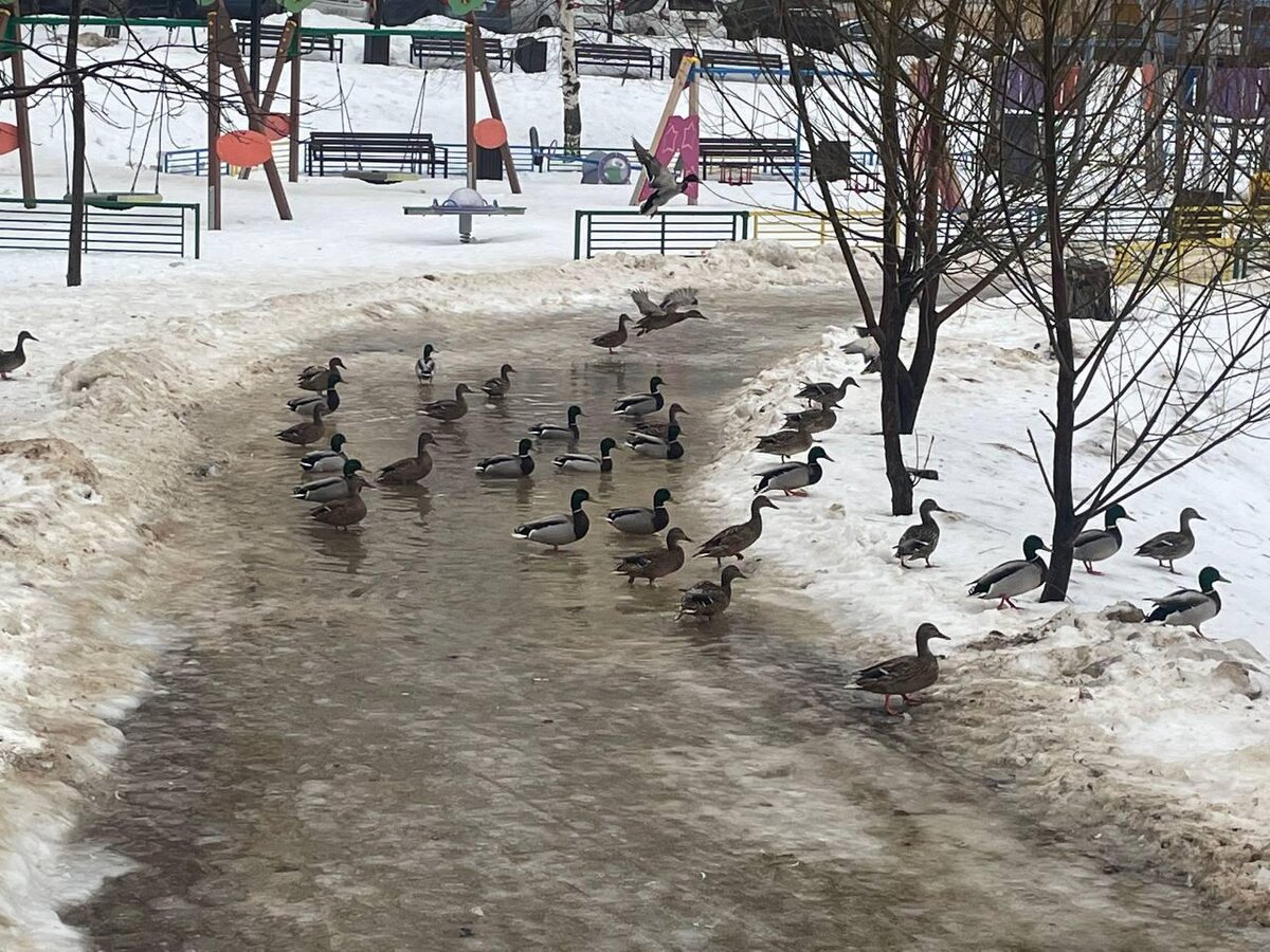   Фото: пресс-служба Главного управления содержания территорий в Подмосковье.