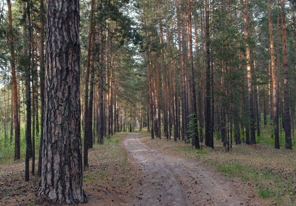 Реликтовый Бор Сосновый Барнаул