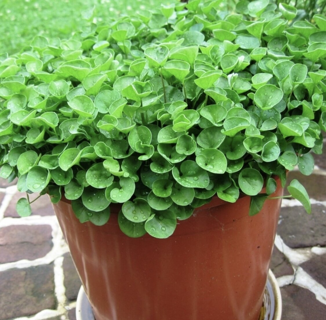 дихондра изумруд. дихондра серебристый водопад. дихондра ампельная. дихондра ампельная изумрудный водопад. дихондра изумрудный водопад f1.