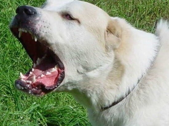 ФОТО ВК ЧЕХОВЕСТИ 