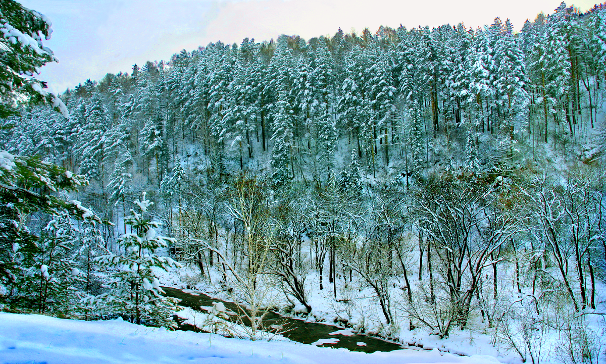 Тайга зимой. Зимняя Тайга Баунт. Тайга зимой фото. В тайге зима очень. В тайге зима холодная лето теплое