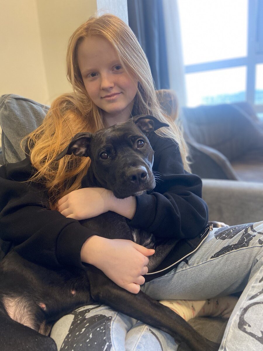 питбуль Шайена АПБТ