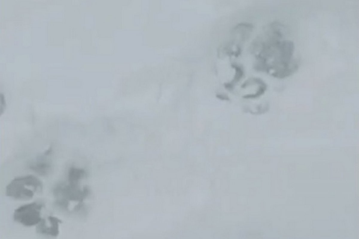    Тигр напал на корову и съел собаку в поселке Хабаровского края