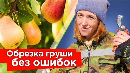 Обрезка груши весной: снижаем крону и увеличиваем урожайность! Простые приемы обрезки груши 🍐