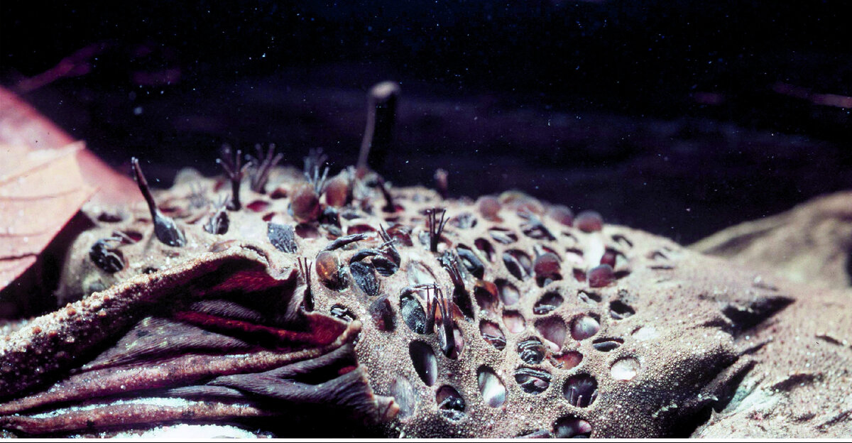 Суринамская пипа: Инкубация жабок внутри спины матери. Эта амфибия похожа на чудной эксперимент пришельцев