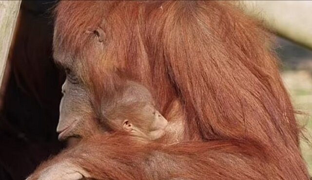     Фото: Metro Richmond Zoo