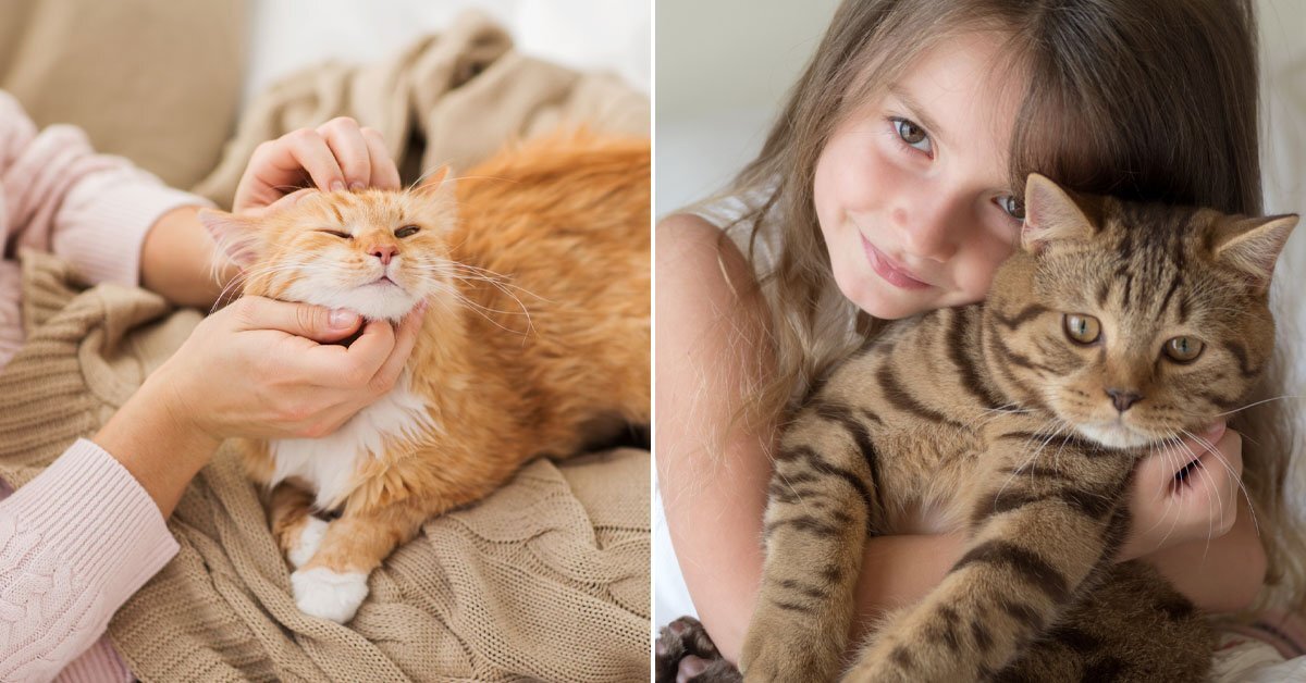 Ученые провели исследования и выяснили, как правильно гладить кошек, чтобы  им это нравилось | Так Просто! | Дзен