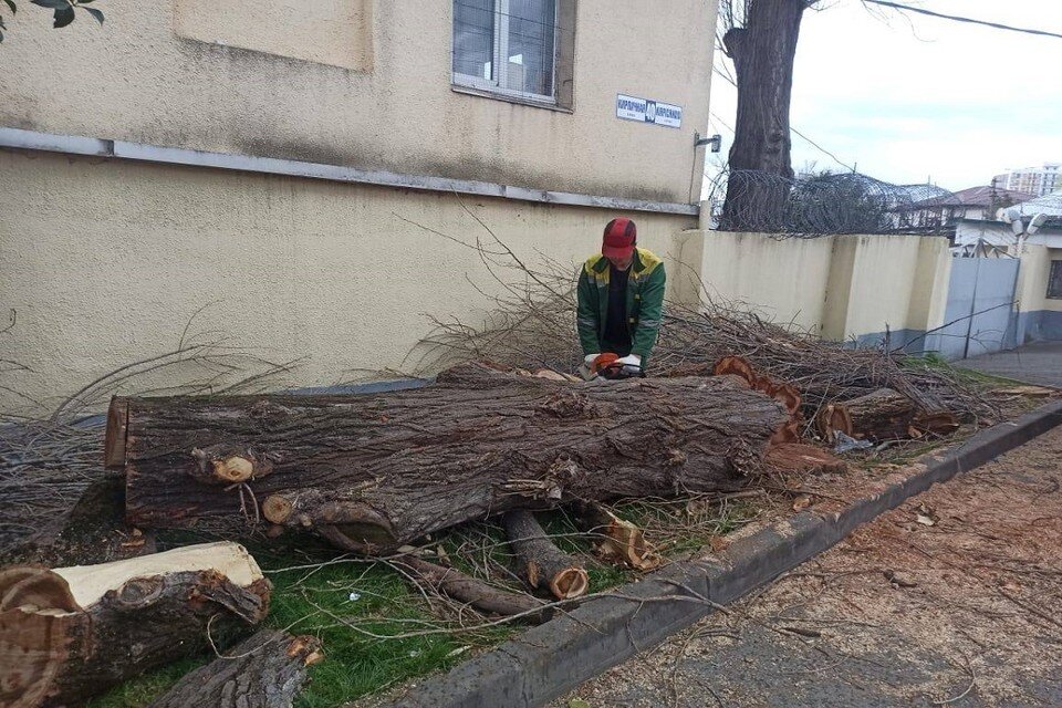     В Адлерском районе Сочи снесли четыре аварийных дерева