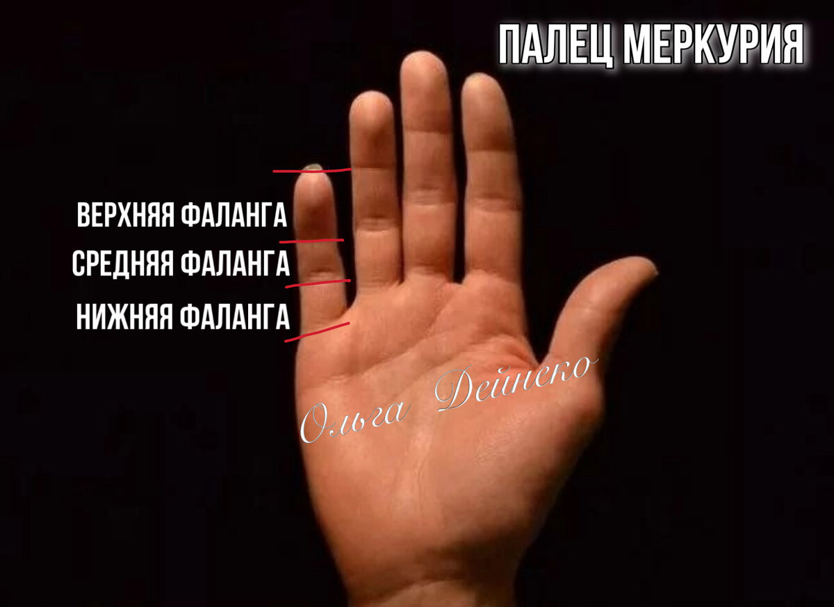 Фаланги пальца Меркурия. Рисунок автора.