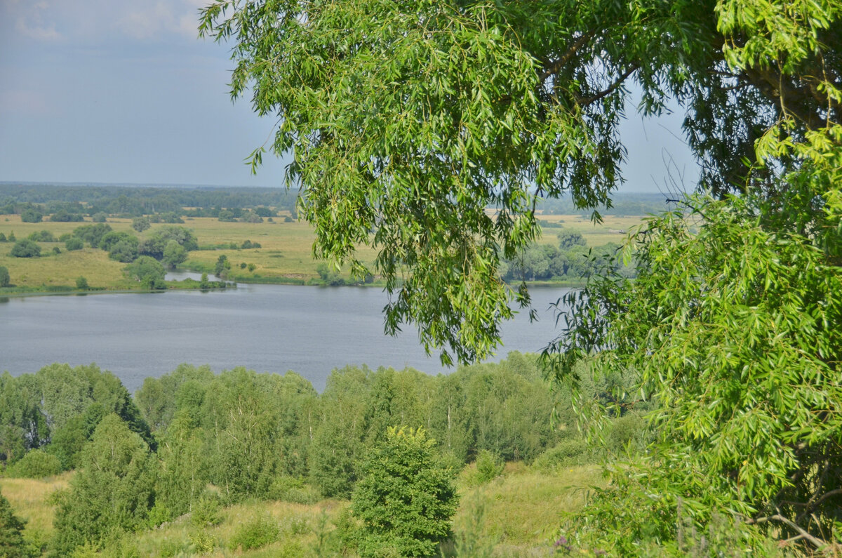 Село Константиново черемуха