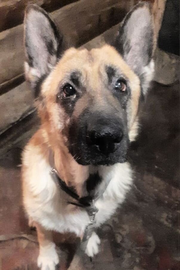 Домашняя собака...