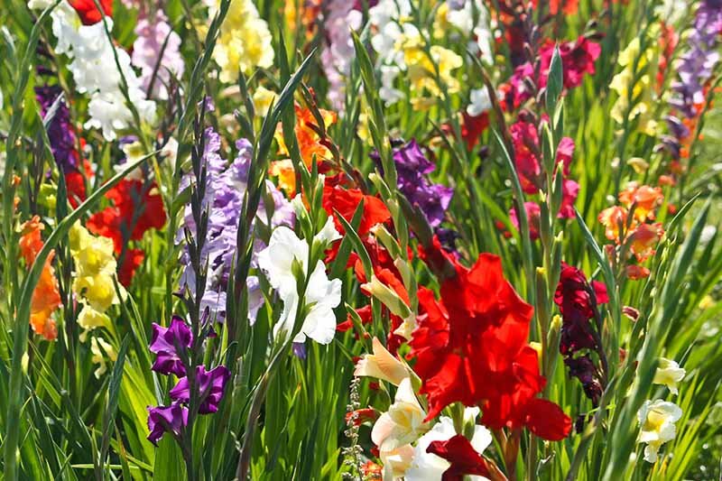 Как вырастить гладиолусы: посадка цветов, сохранение и уход