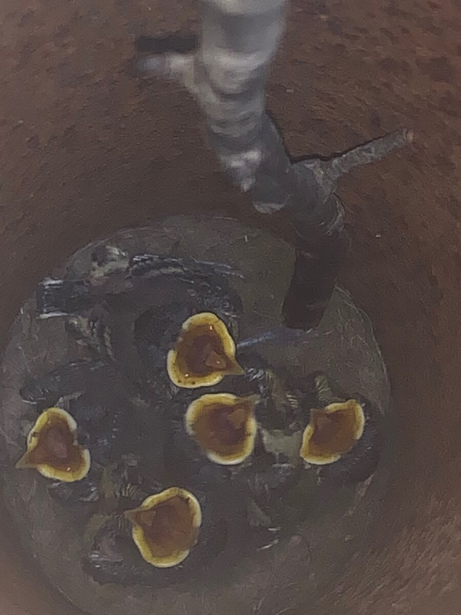 Фотография птенцов