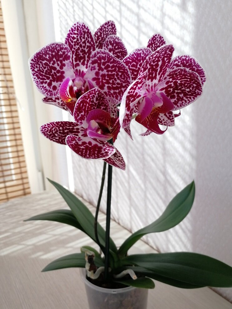 Orchid Care