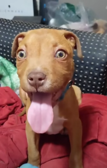 Смешные собаки