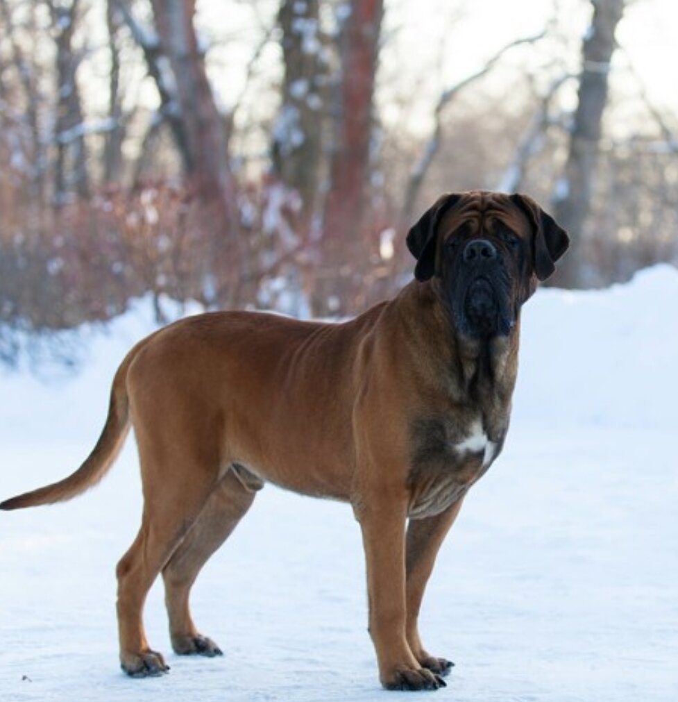 Английский мастиф. 
