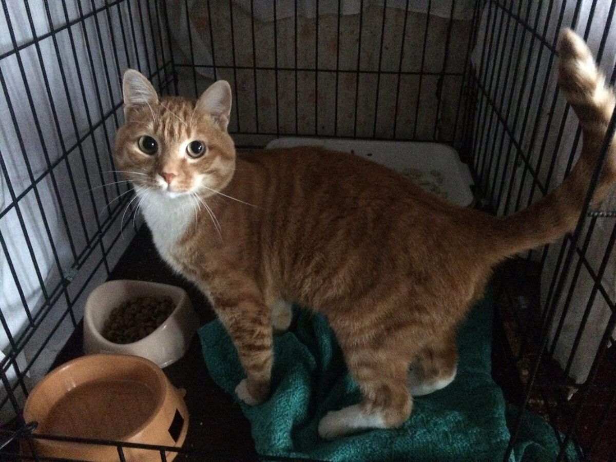 Мы спасли малыша тем, что во время вывезли из Башкирского города Нефтекамск кота в Пермь. 