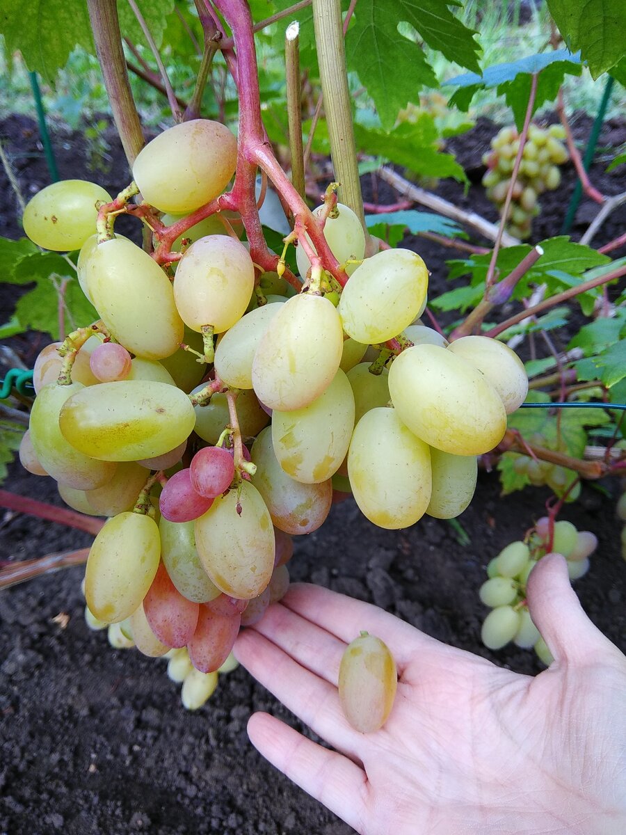 сорт винограда рубиновый юбилей фото