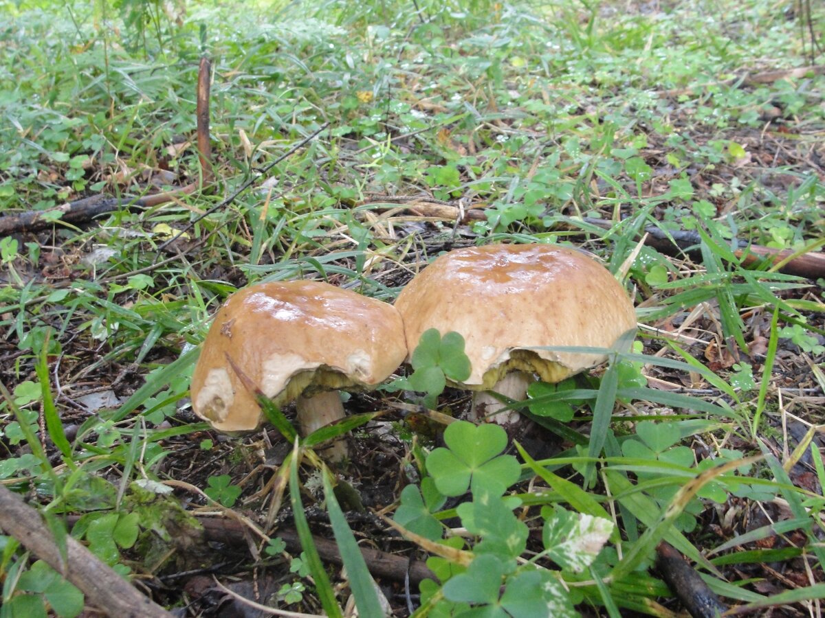 Белые в этом молодом лесу тоже бывают.