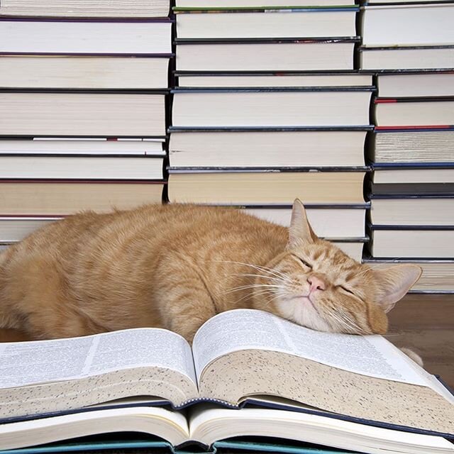 Мой ласковый и нежный зверь..