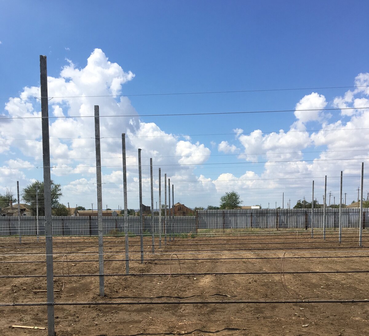 Шпалера на участке уже стоит