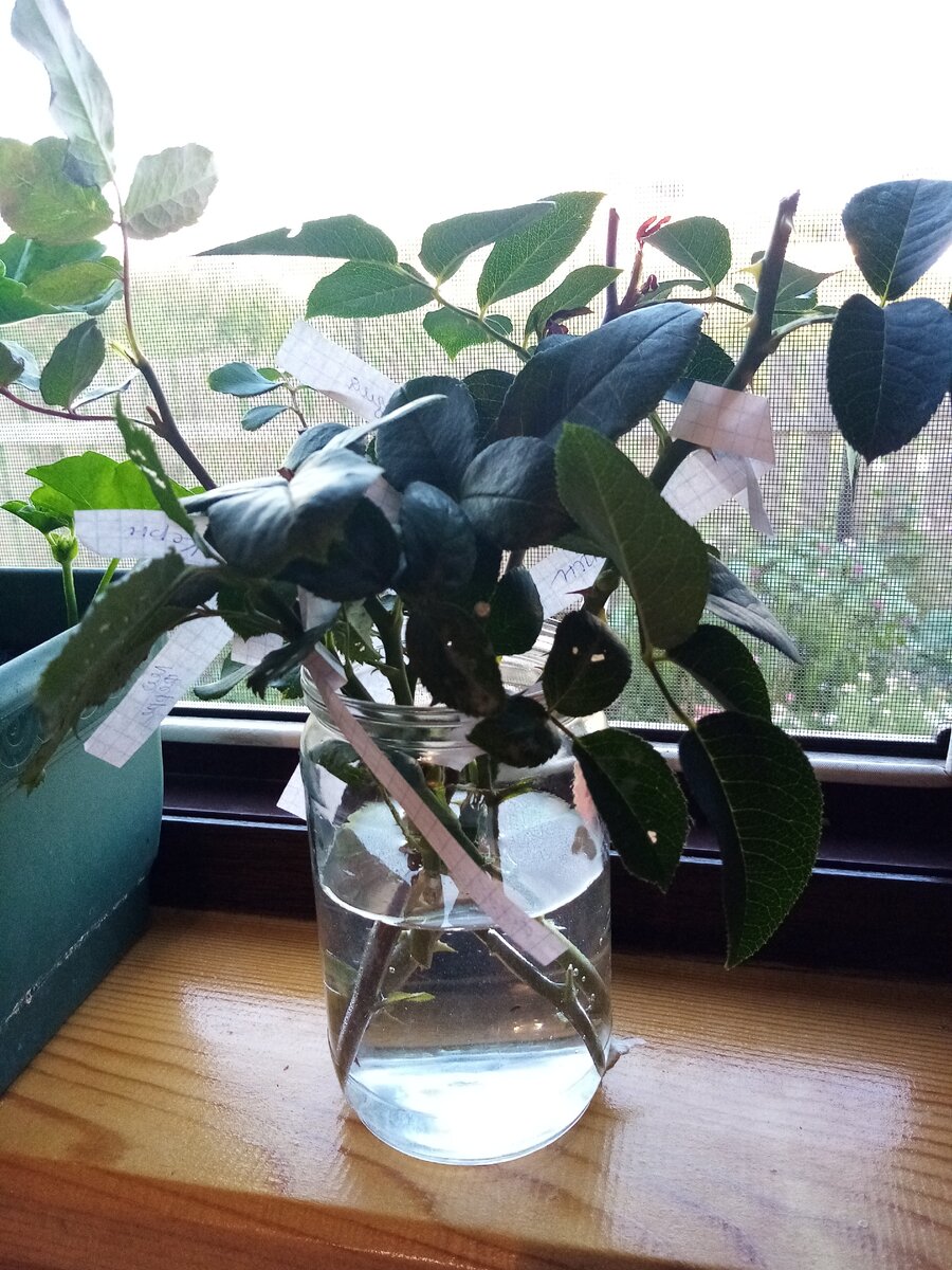 Много черенков роз в одной банке. Так делать не надо 