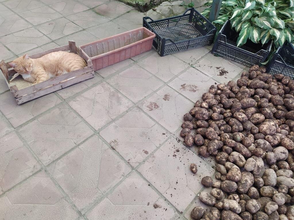 Котам можно картошку. Кот копает картошку. Зверек подкапывающий картофель. Зверек копает картошку.