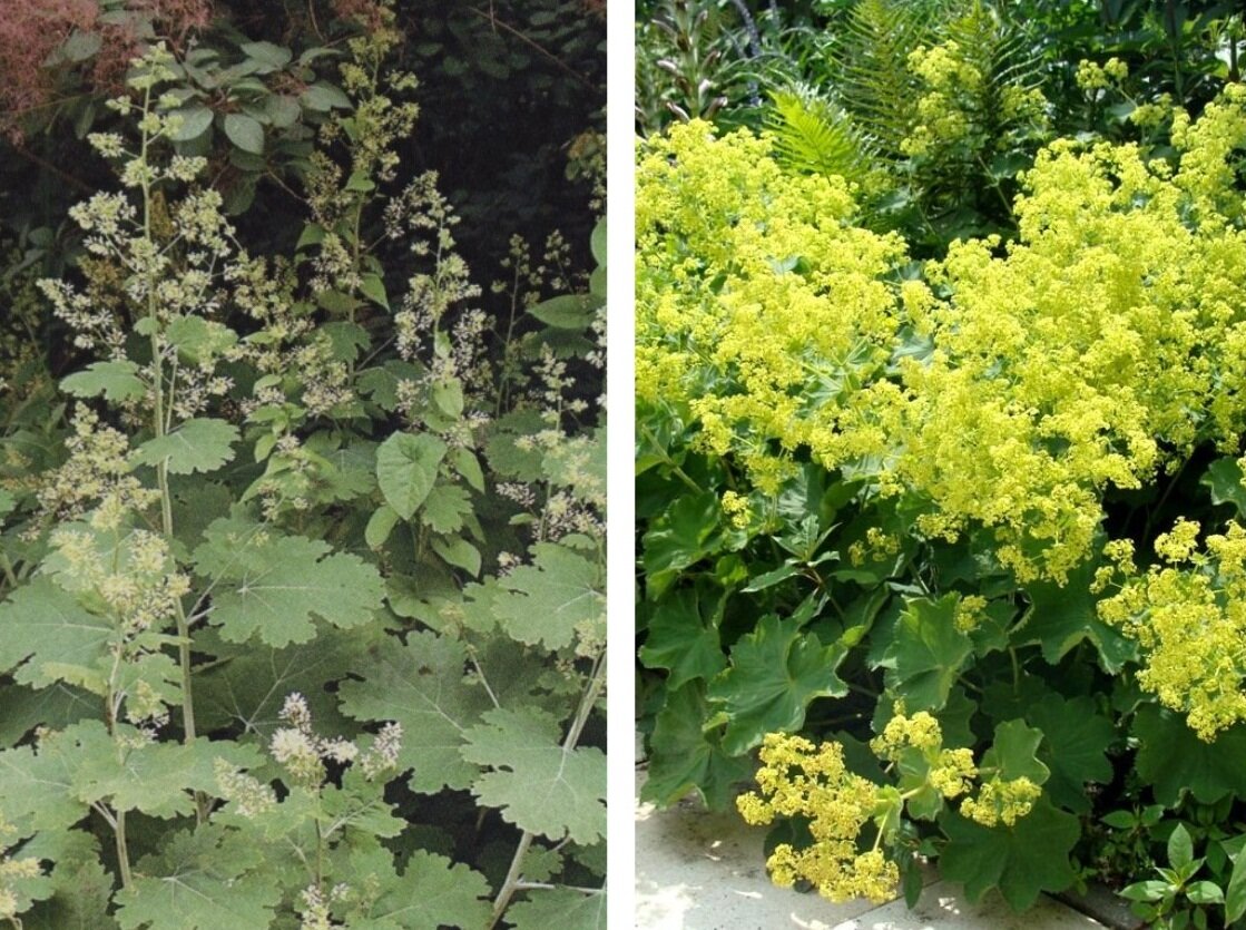 Манжетка Alchemilla epipsila