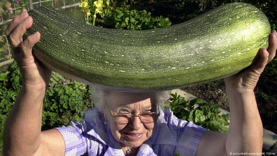 Ученые выяснили что если кабачки поливать по времени и хранить первое время в пластмасовой бутылки то их рост вырастет в 70% от прошлого результата.Опытные садоводы провели опыт.Оказывается их надо было просто полить раствором состоящим из пиноколодического йода,и соли.Перед тем как полить надо обрабатывать кабачок неделю специальном раствором от насекомых и мха,Жительница Московской области прочитала статью в газете и решила попробывать данный метод,Прошол месяц после того как она полила кабачки данным раствором,И о чуда заявляет Надежда Ивановна кабачки выросли как на дрожях,После этого она стала поливать и огурцы и помидоры данным раствором,И тут она воскликнула от удивления,Огурцы за пару дней стали в 60% больше чем раньше,Надежда заявила что такого она еще не видела,