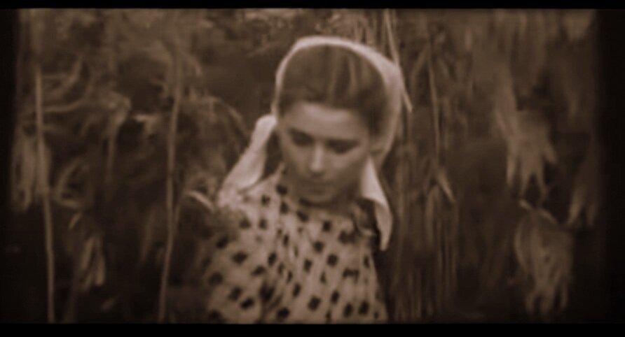 Кадр кинохроники, 1954 г. Девушка собирает коноплю. 