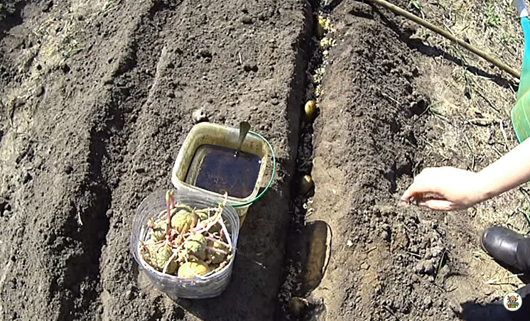 Посадка картофеля, обработанного берёзовым дёгтем