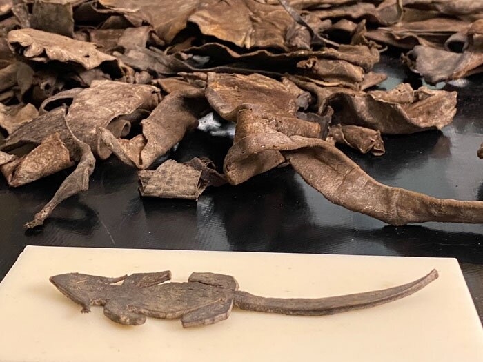 Мышь сре­ди кожа­ных лос­ку­тов. Фото: The Vindolanda Trust.