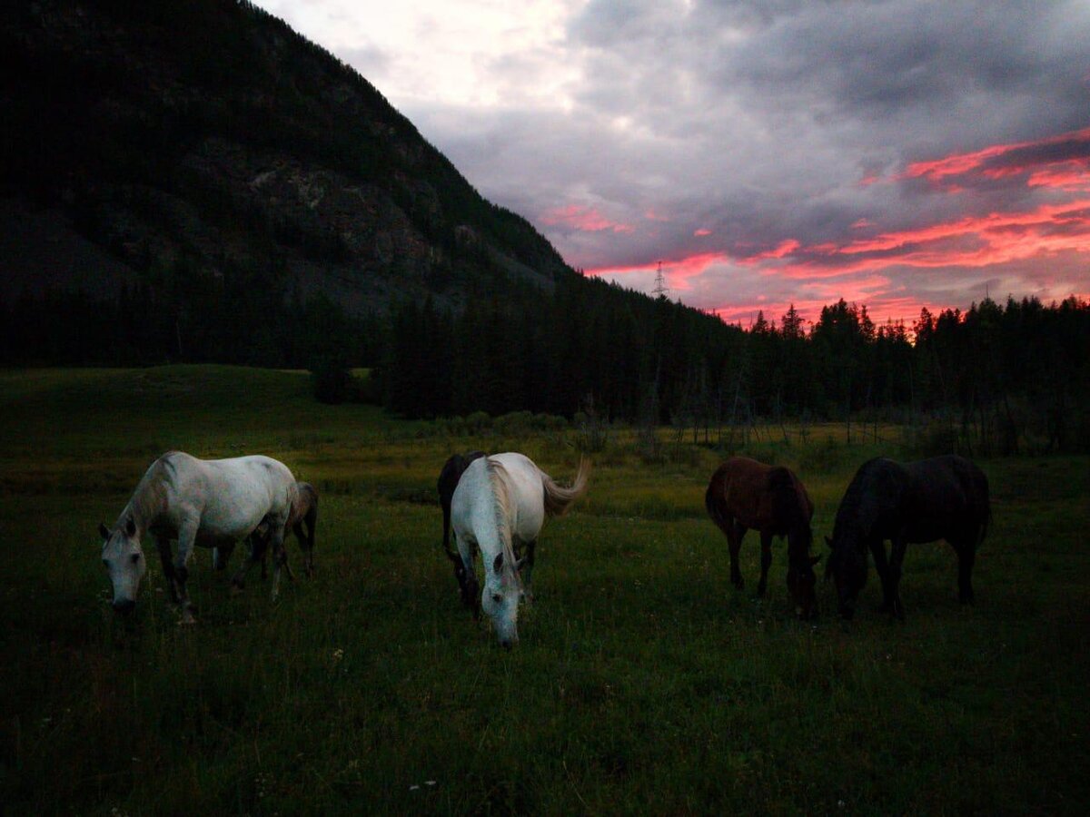 Алтай 2020. А нужна ли она, эта связь, когда вокруг такая природа?