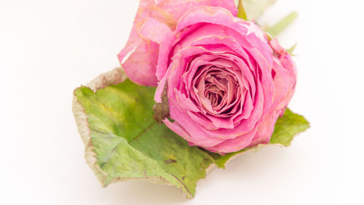 фото с сайта www.goodfon.ru