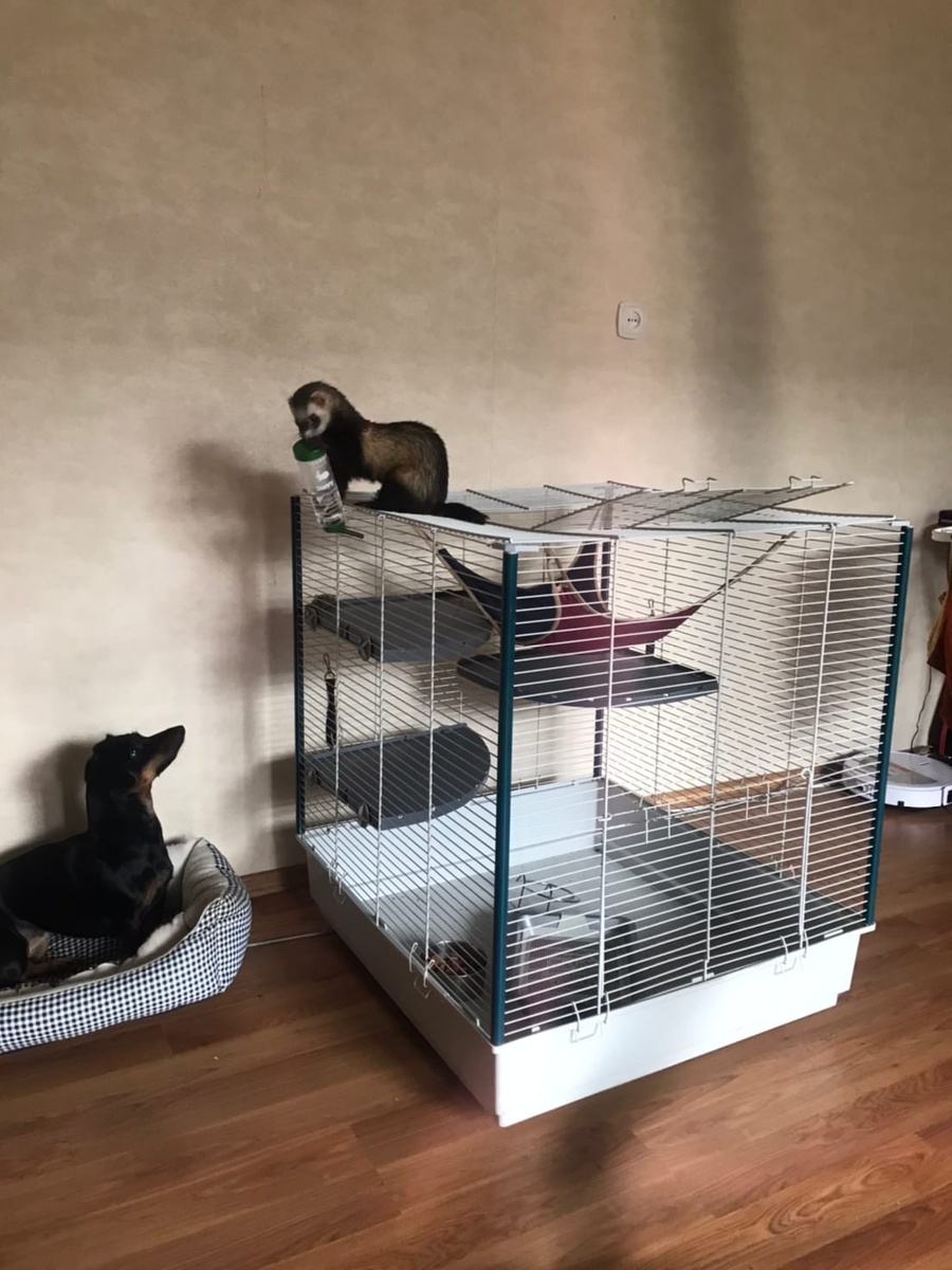 Нюша и Жулик.