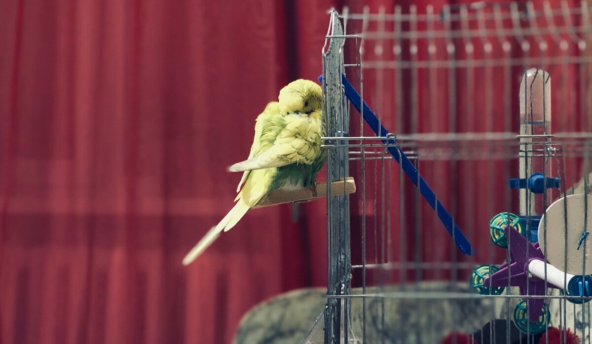 Уткнулся в свои перышки. 