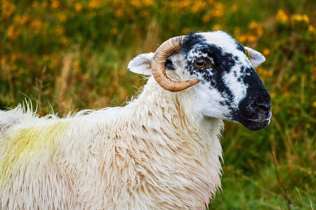 Изображение NakNakNak с сайта Pixabay 