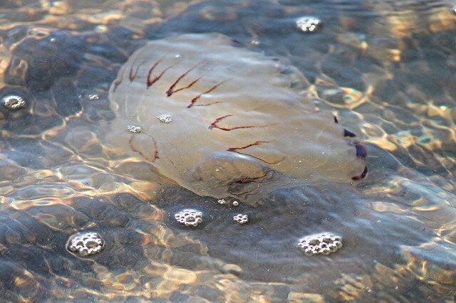 Медузы подобно плавающему мусору всегда следуют вместе с волнами за ветром и скапливаются в подветренных местах у скал, причалов и т.п.