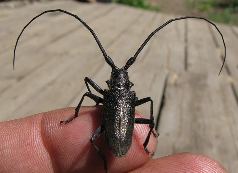 Где обитают фантастические твари? В России, конечно же! 