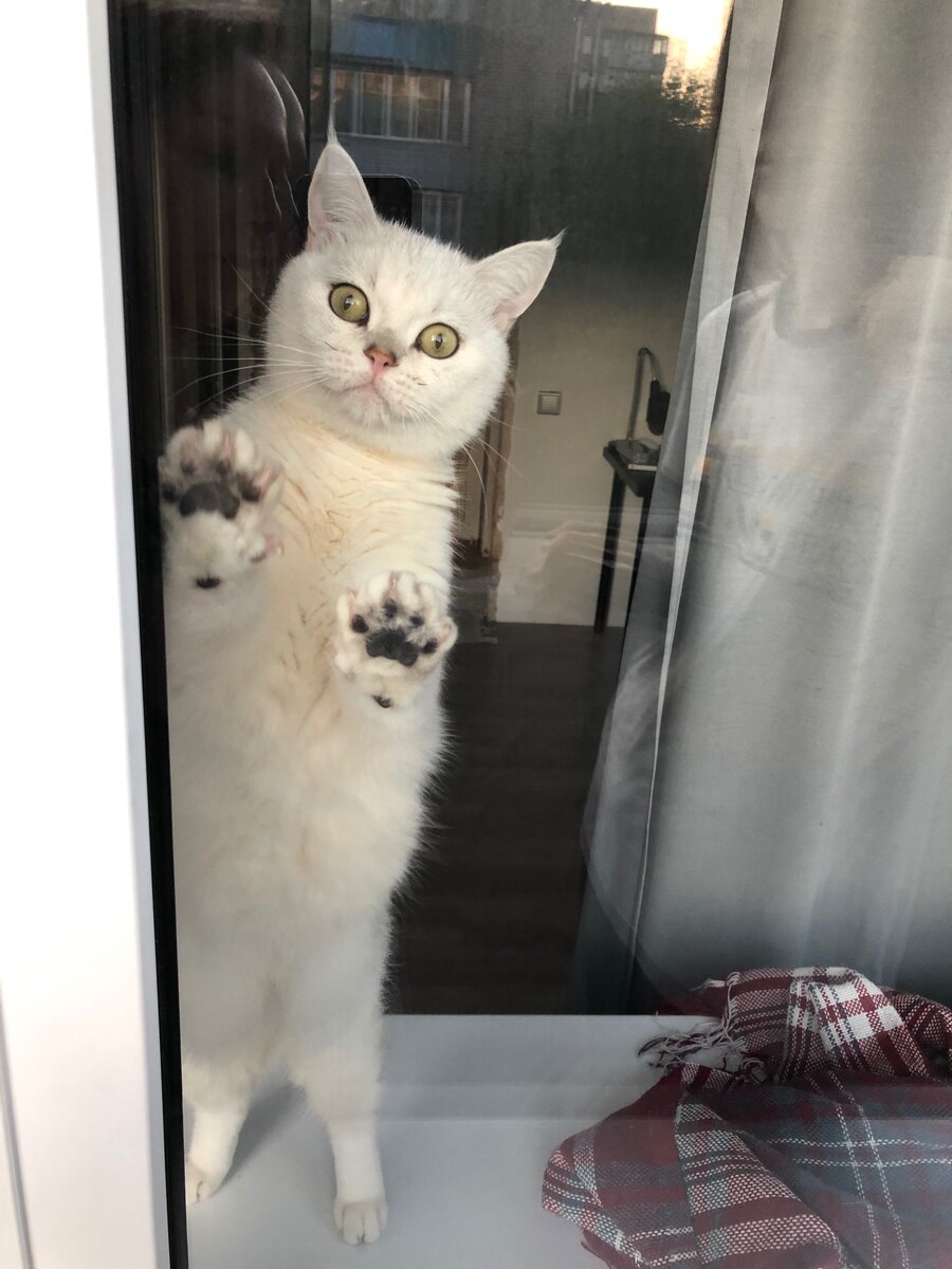 Вот такие лапки, а в лапках царапки