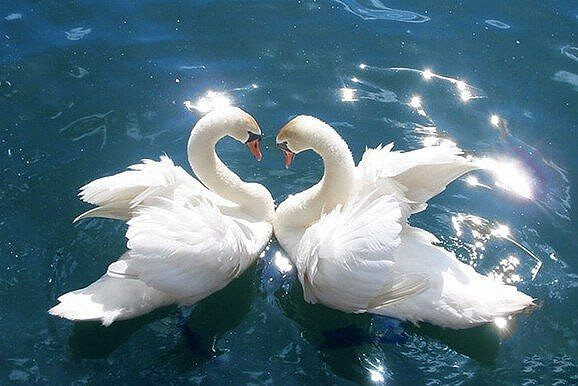 Действительно про лебединую верность издавна рассказывают множество историй.  Многое из легенд правда, многое вымысел. Как бы там не было люди всегда восхищаются той привязанностью и верностью которая присутствует у этих прекрасных птиц.