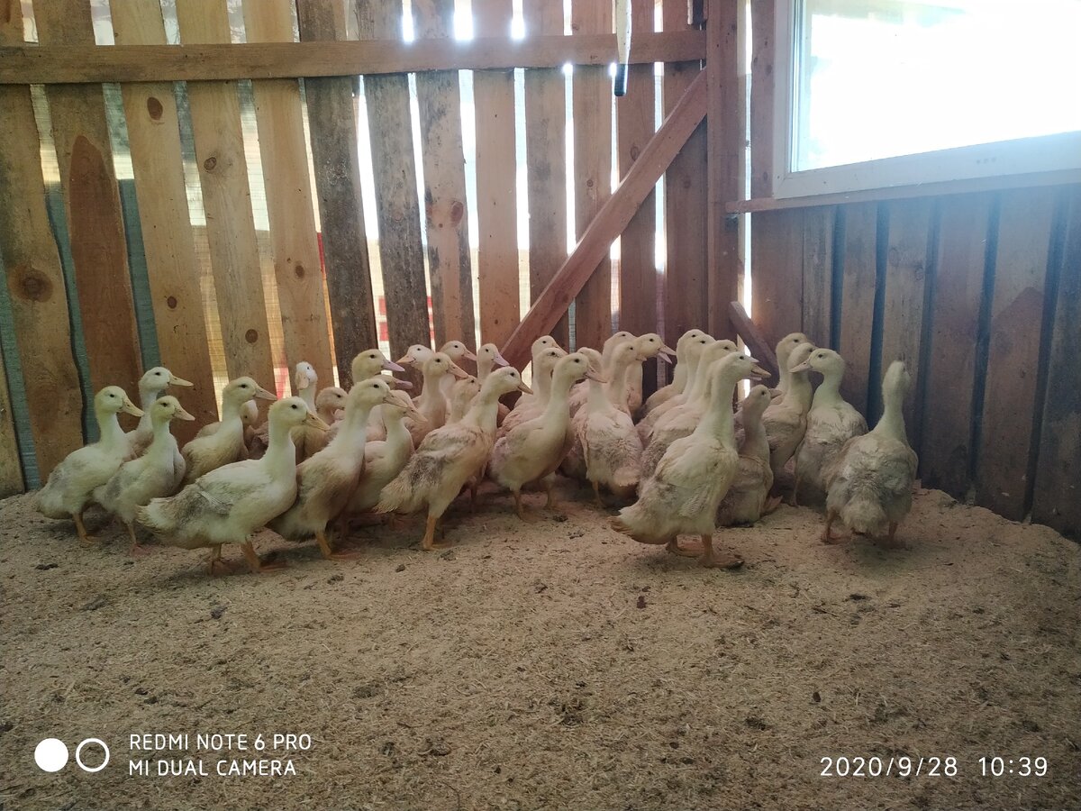 вот они, хорошенькие