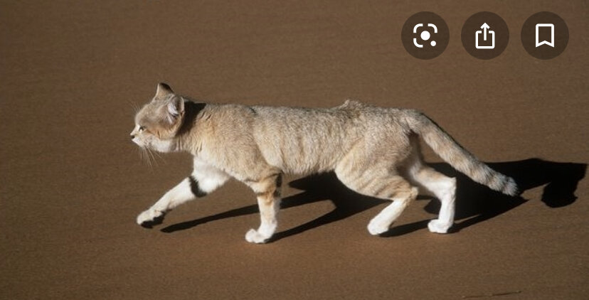 Кошки и их лапы 