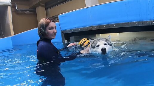 Обреченные Глаза полные страха - хаски первый раз лезет в воду)) Худеет.