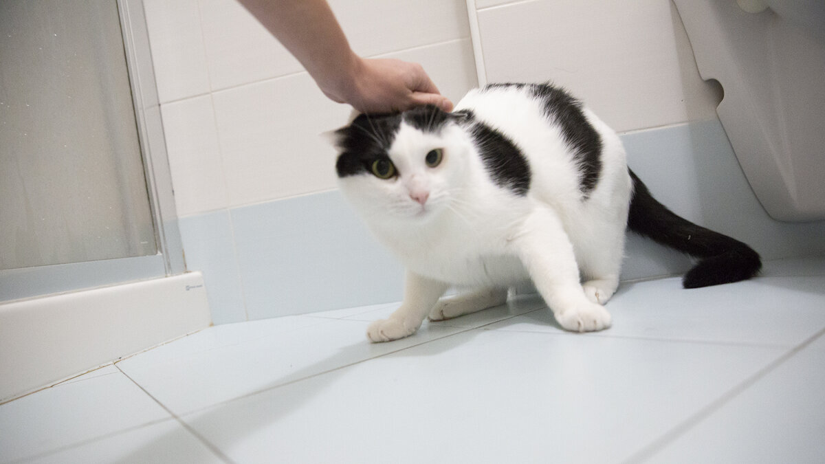 Это мой Жулик. Листай