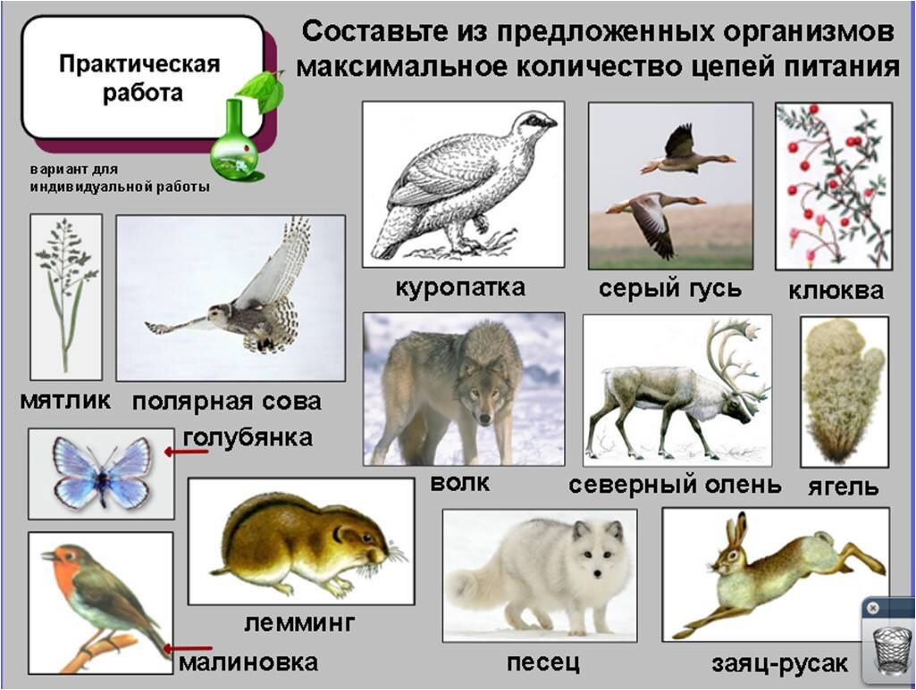 Что на самом деле происходит в цепях питания. Урок в пятом классе | Елена  Сова: пуд соли в школе | Дзен