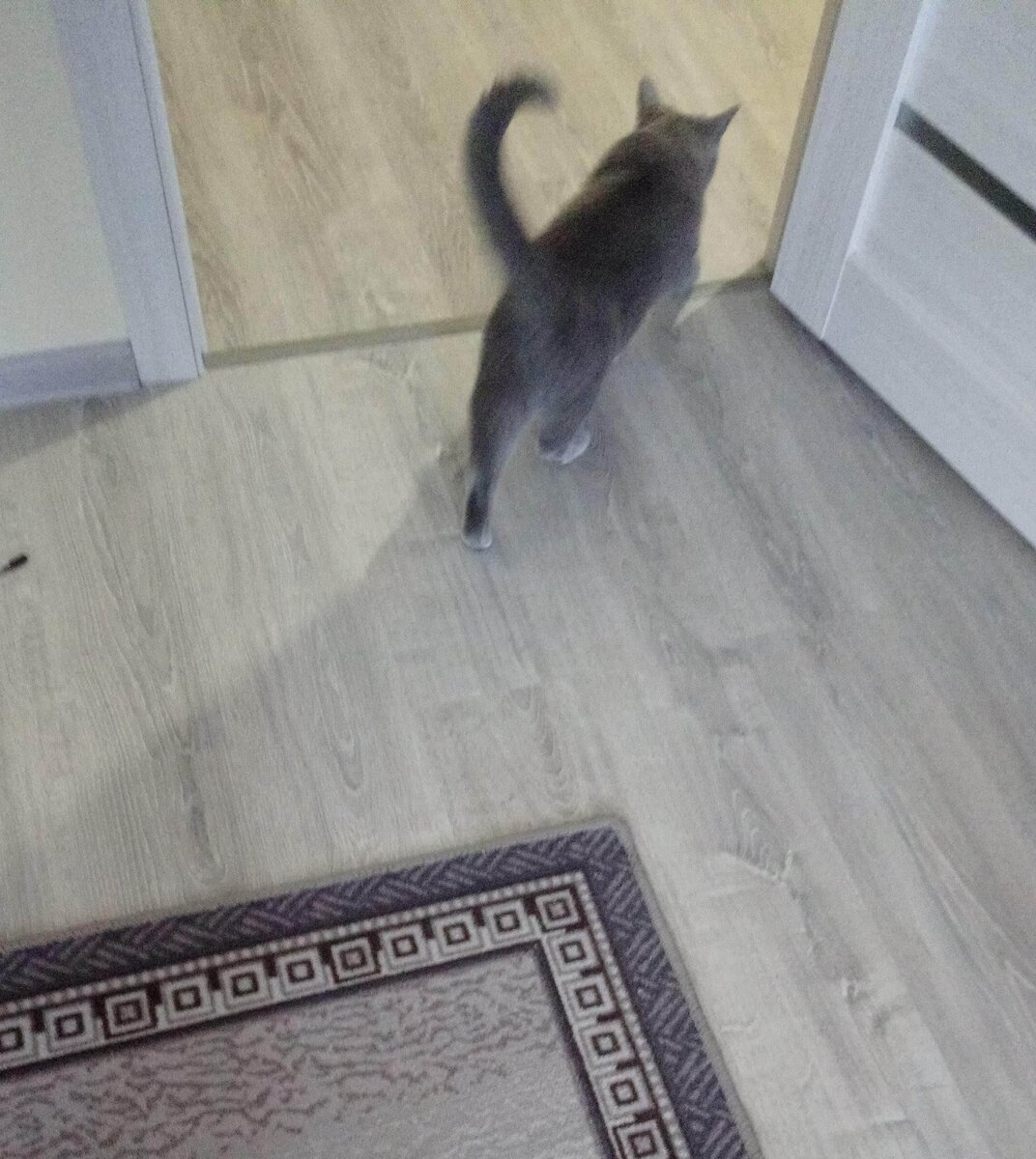 Зачем нужны дети, когда можно просто завести кошку или собаку? 