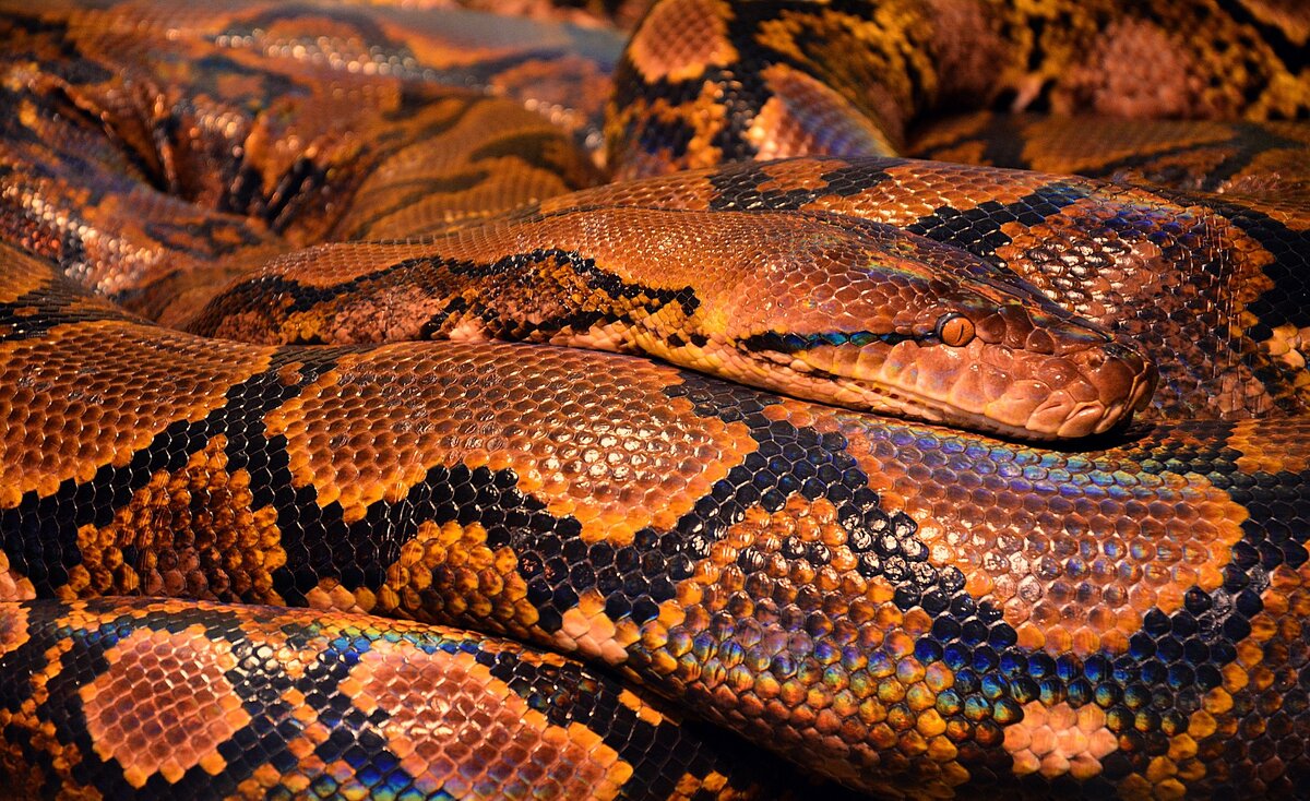Python